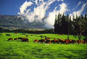 https://preganaidoo.files.wordpress.com/2012/09/cattle-grazing-makawao.jpg?w=300